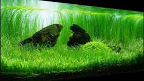 Lile polyopsis brazílčan: obsah, chov, fotografie, popis